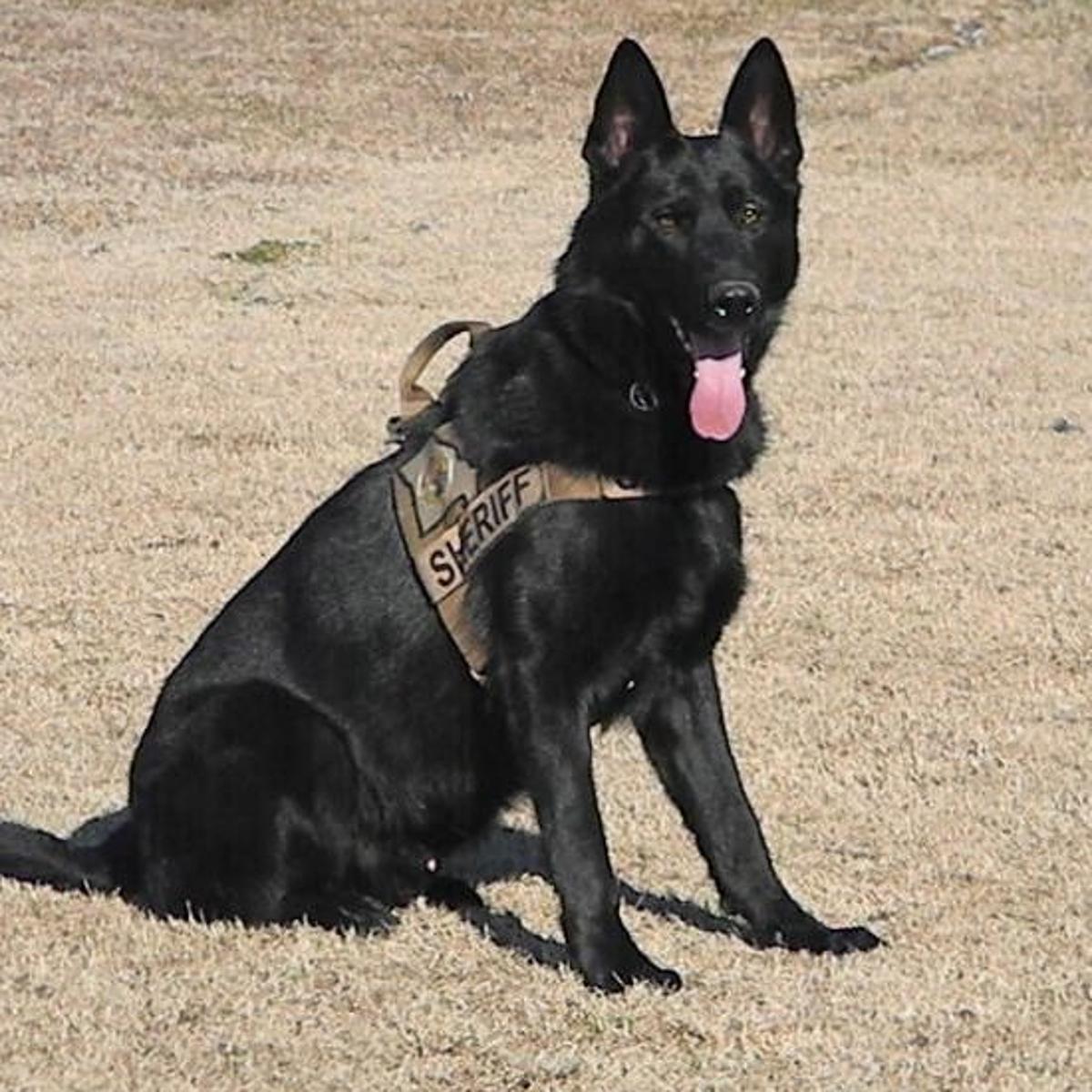 Черная немецкая овчарка k-9