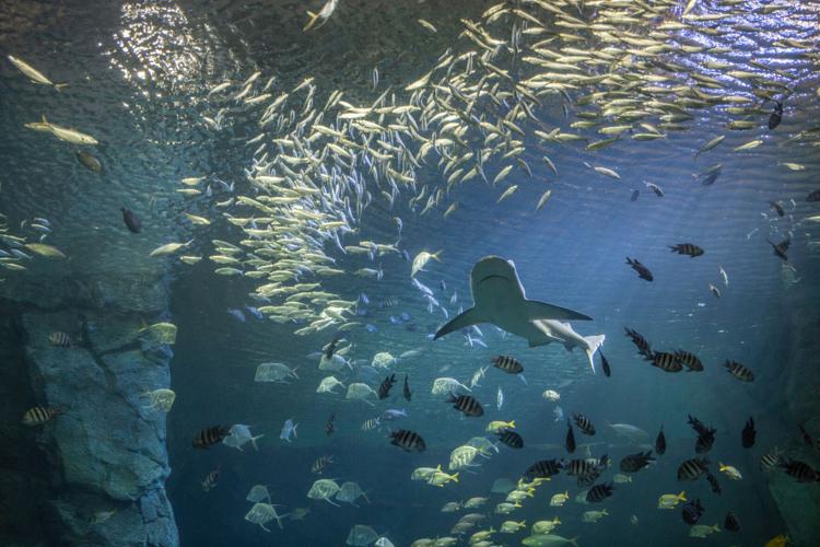 aquarium-40.jpg