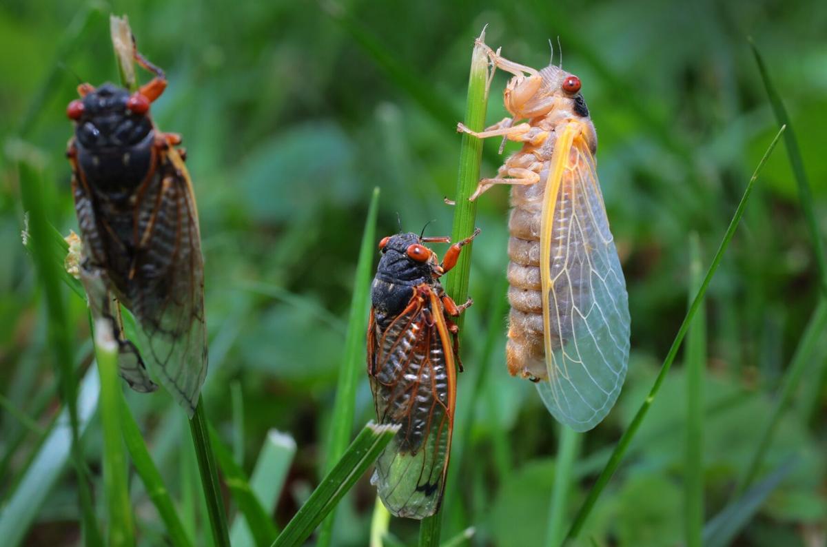 Billions of cicadas are on their way. They’ll appear by early next week