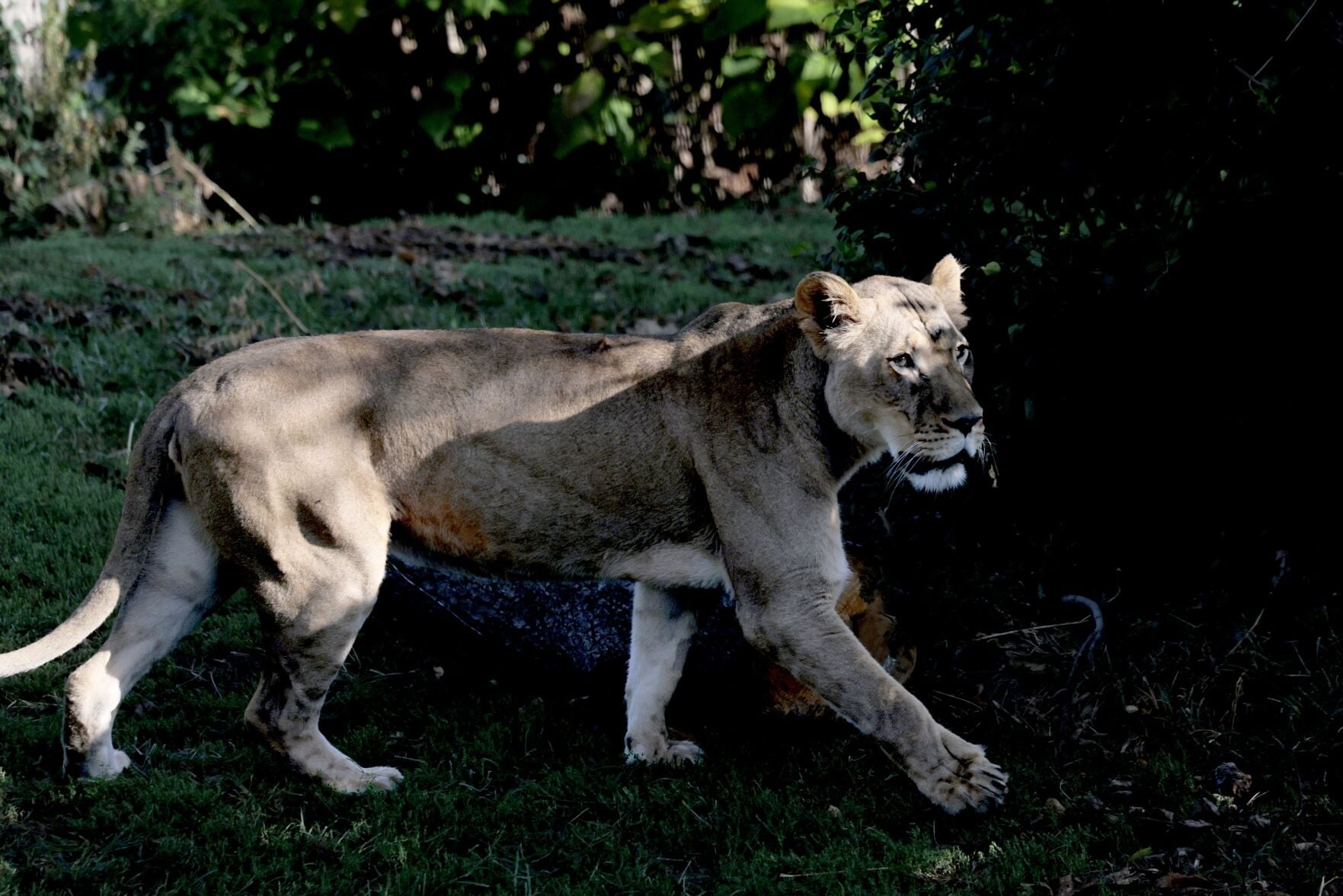 6065 Postcode Photos: Araali, a six-year old African lioness dazzles at the St. Louis ...
