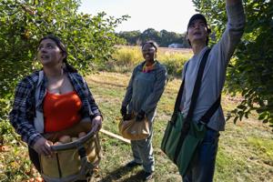 Operation Food Safe picks apples to prevent food waste at Liberty Apple Orchard
