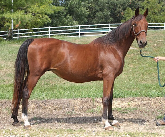 Pet of the week: Tulip