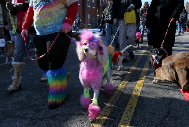 Beggin' Pet Parade in St. Louis : Gallery