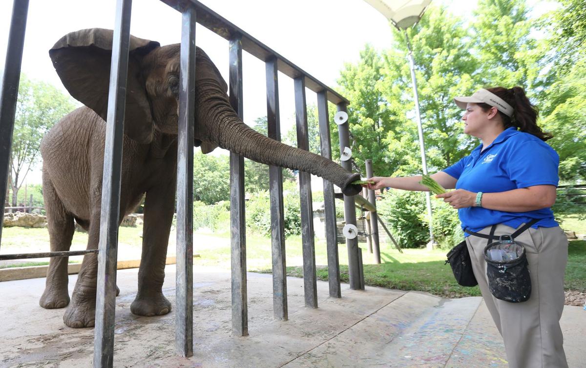 Max the elephant dies at Grant&#39;s Farm, the third to die in recent days | Metro | 0