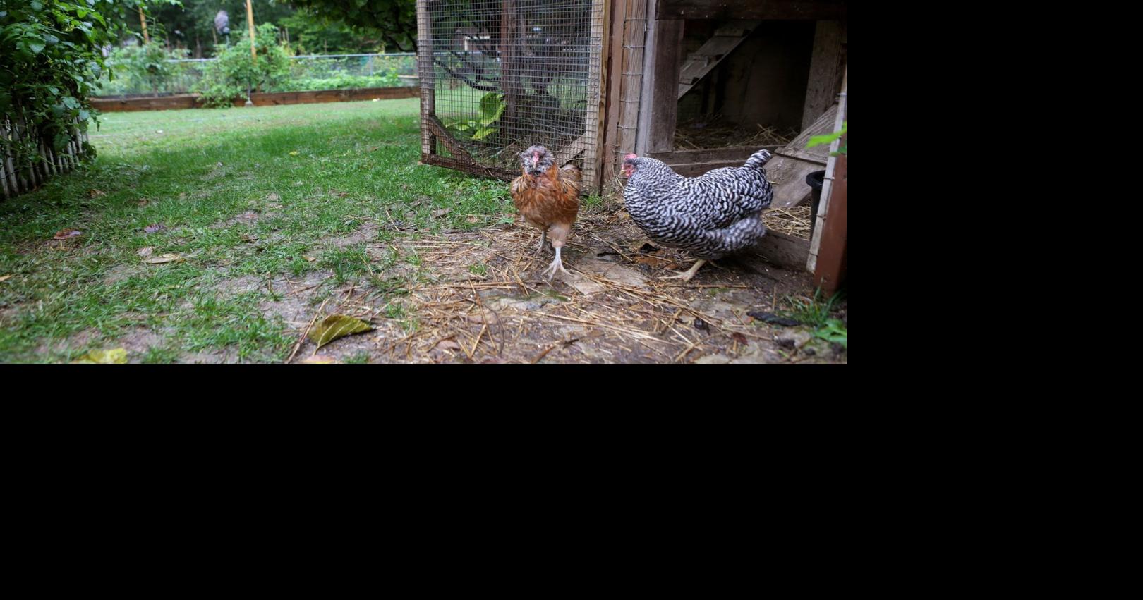 Petition drive fails to qualify backyard chicken issue for O'Fallon, Mo