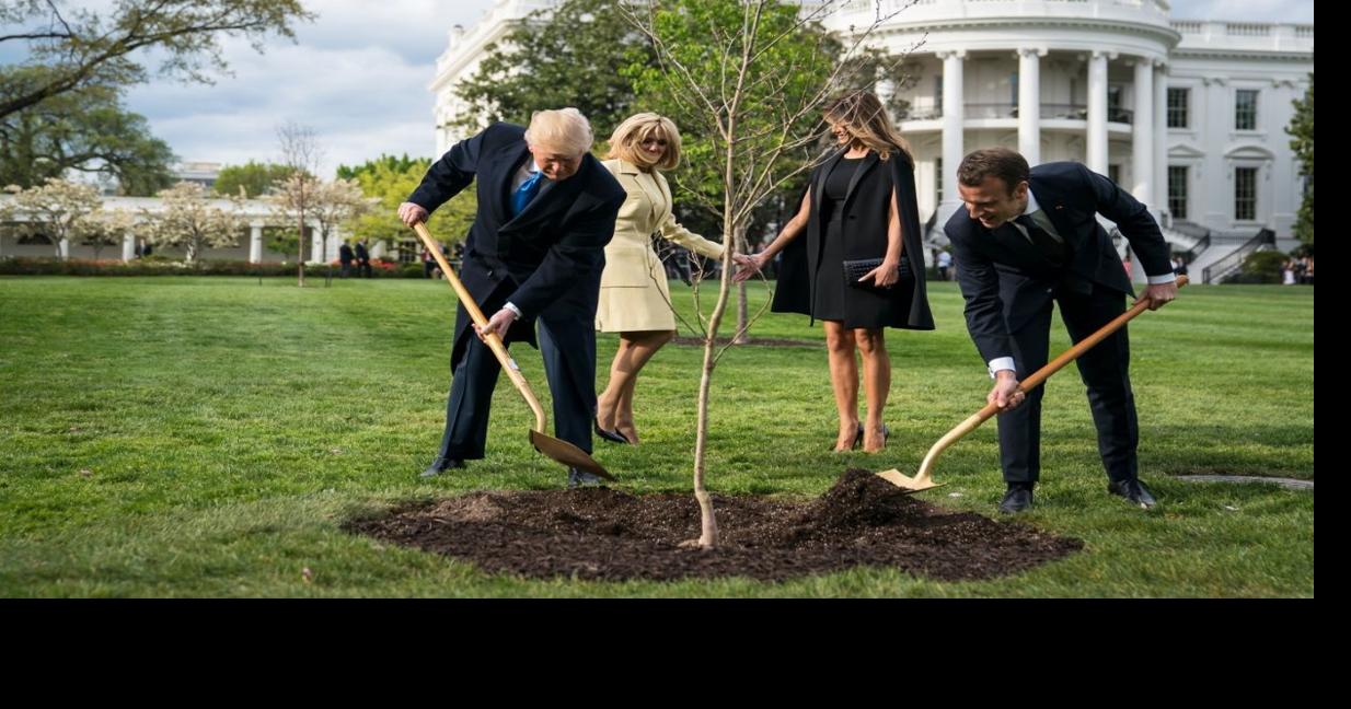 The tree symbolizing Trump-Macron friendship is dead