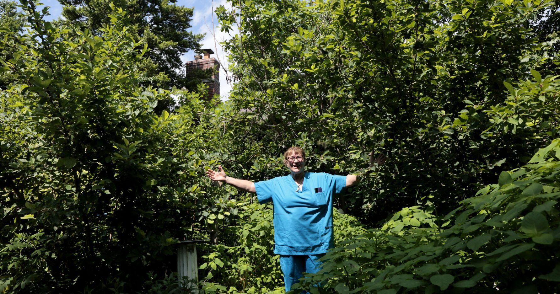 Native gardens can break St. Louis County laws now - Vimarsana News