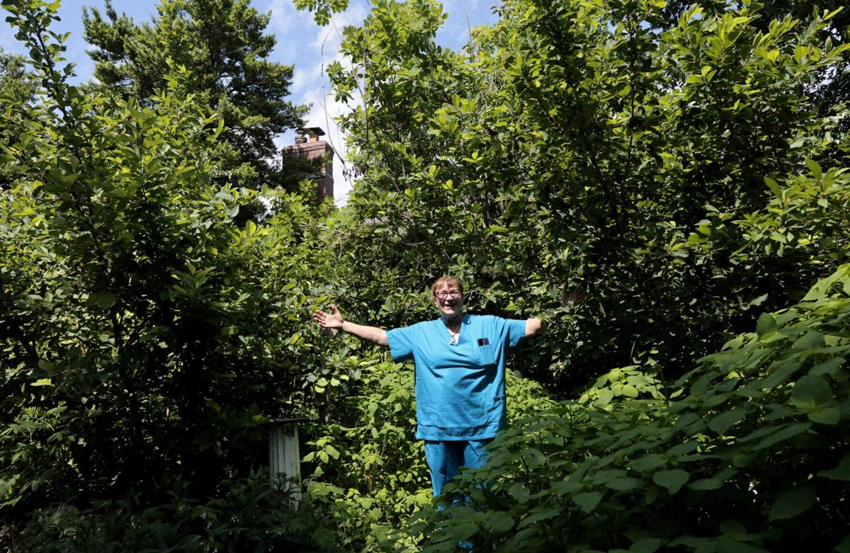 St. Louis County considers changing noxious weed ordinance