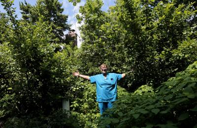 St. Louis County considers changing noxious weed ordinance