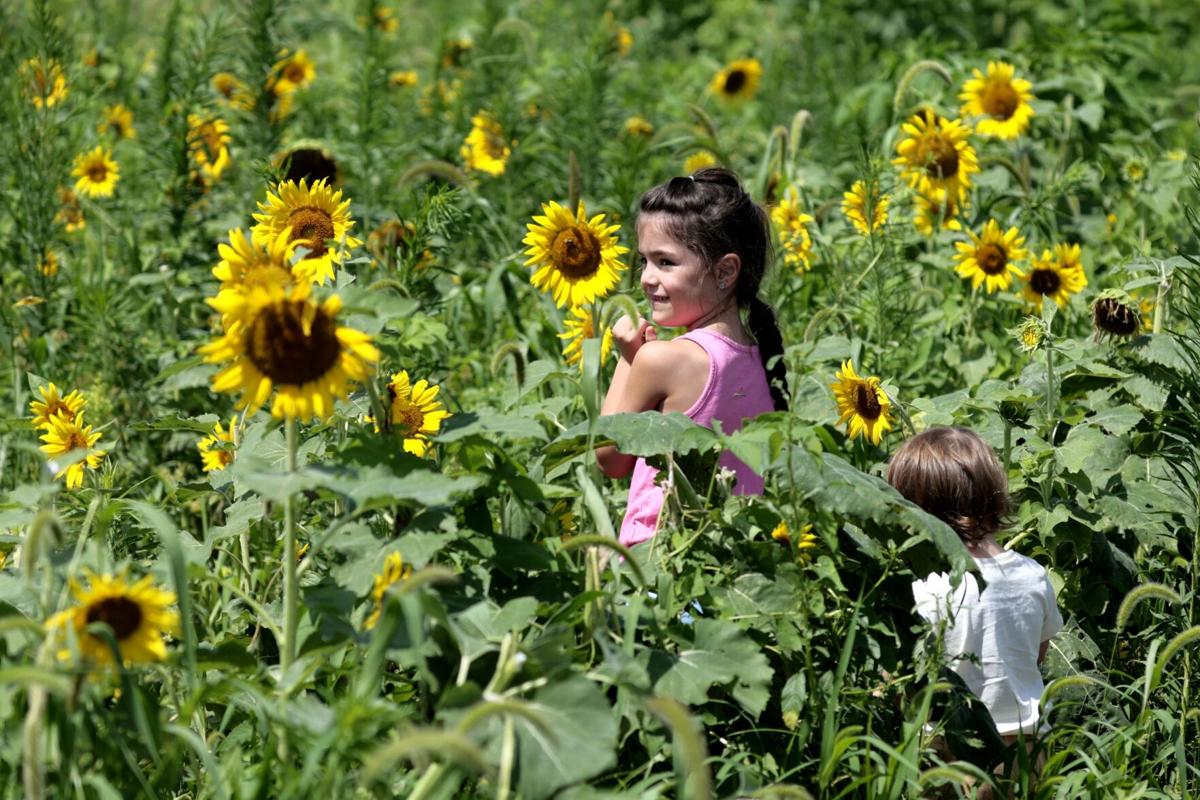 Sunflowers in bloom