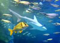 St. Louis Aquarium preps for grand opening