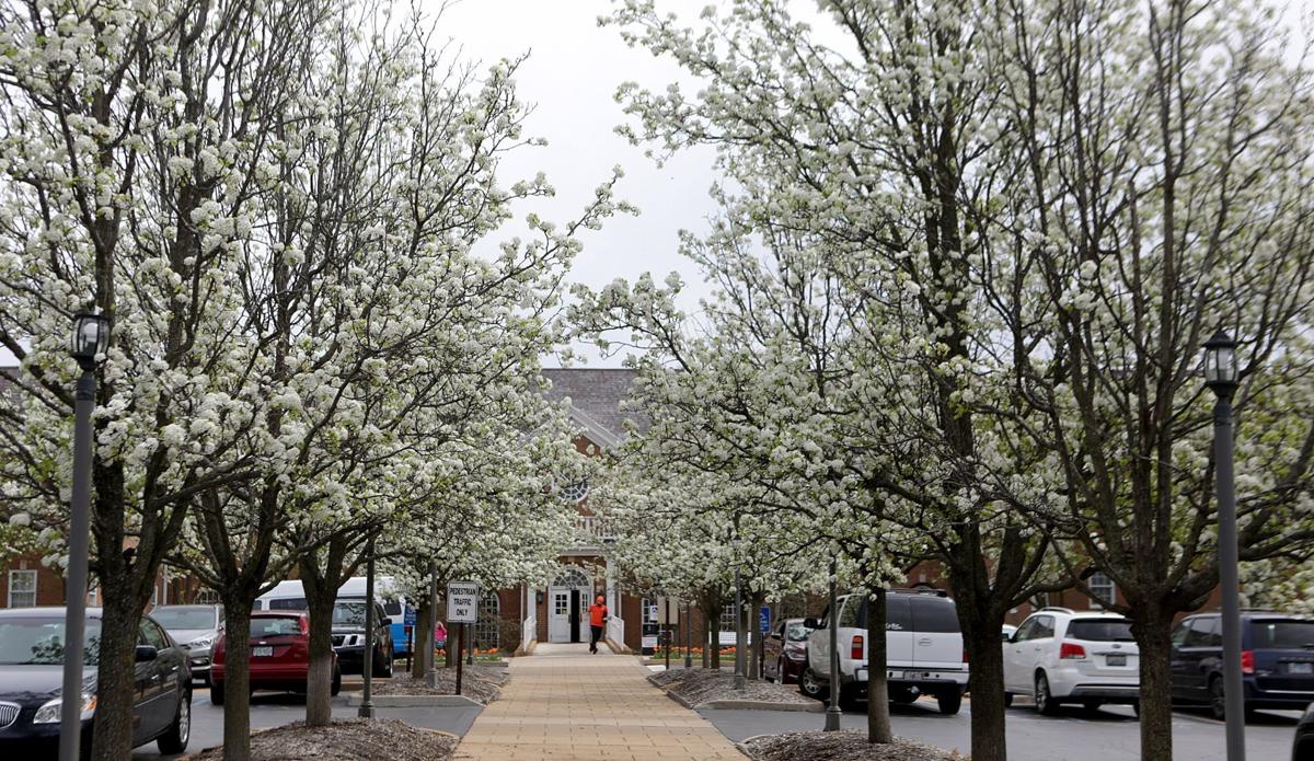Pear trees in parking lot of medical office building at 522 N. New Ballas Rd. in Creve Coeur