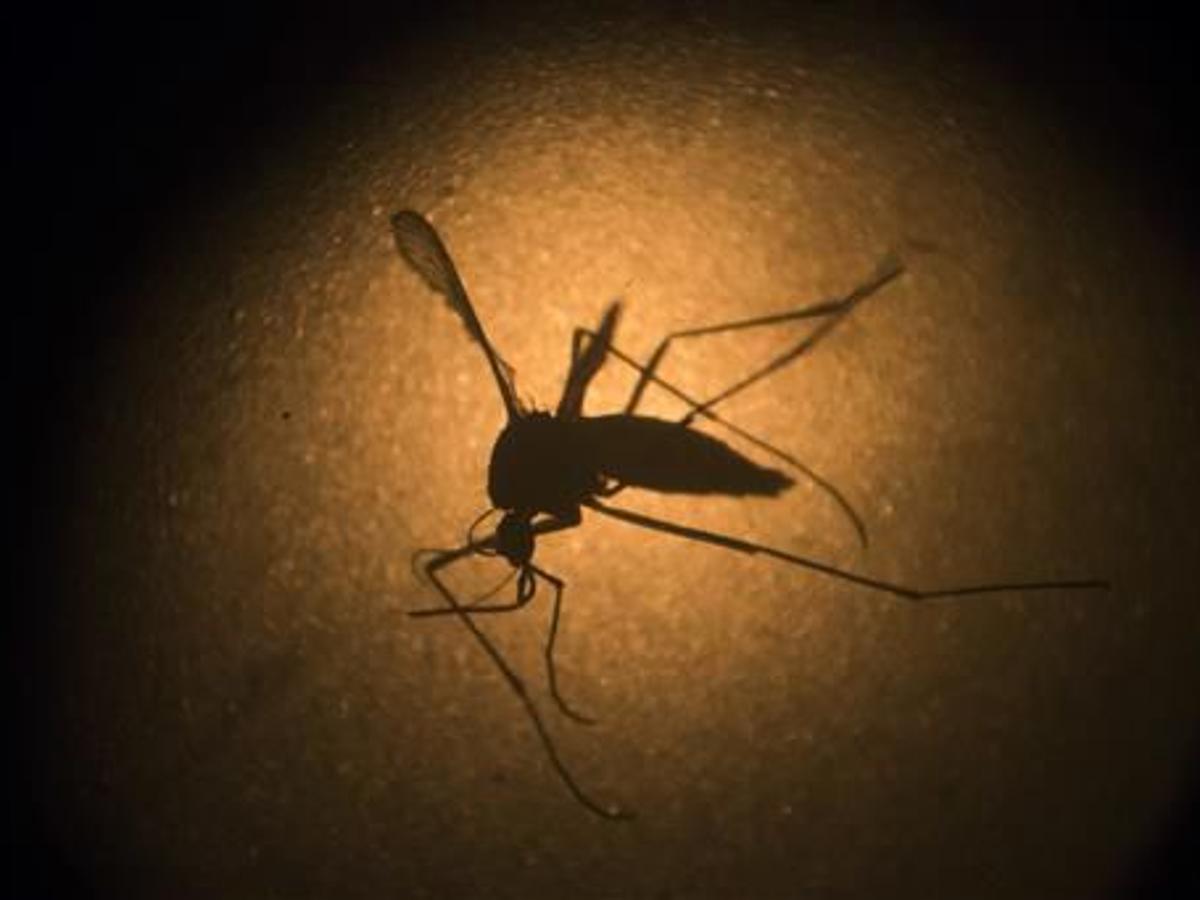 5 Proven Ways To Keep Those Mosquitoes Away From Your Cookout