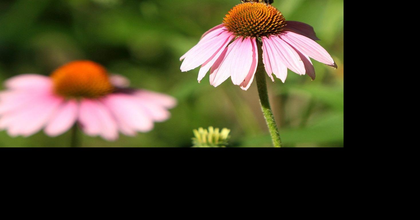 Damage to coneflowers is probably the work of rabbits or caterpillars