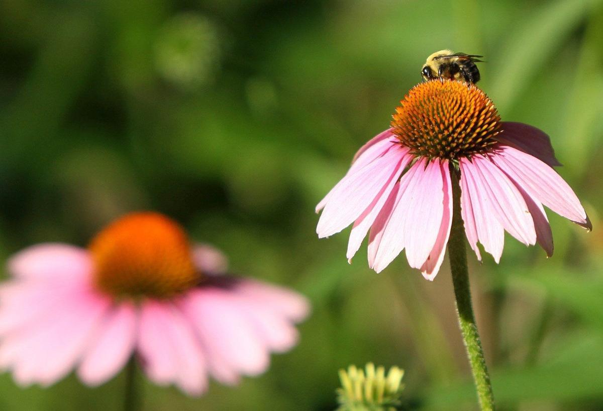 Damage To Coneflowers Is Probably The Work Of Rabbits Or Caterpillars Home Garden Stltoday Com