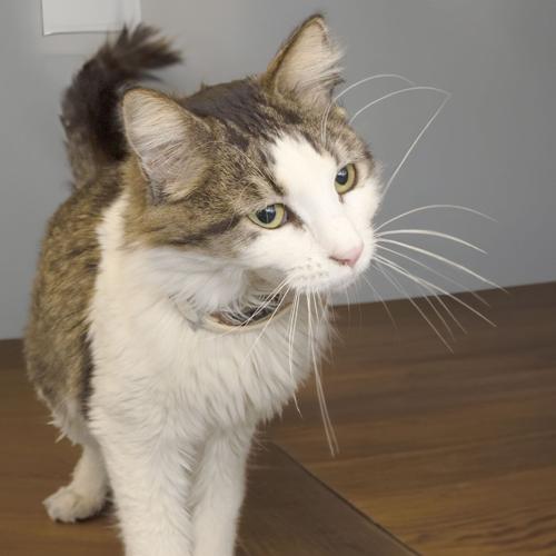 Pet of the week: Mitzy