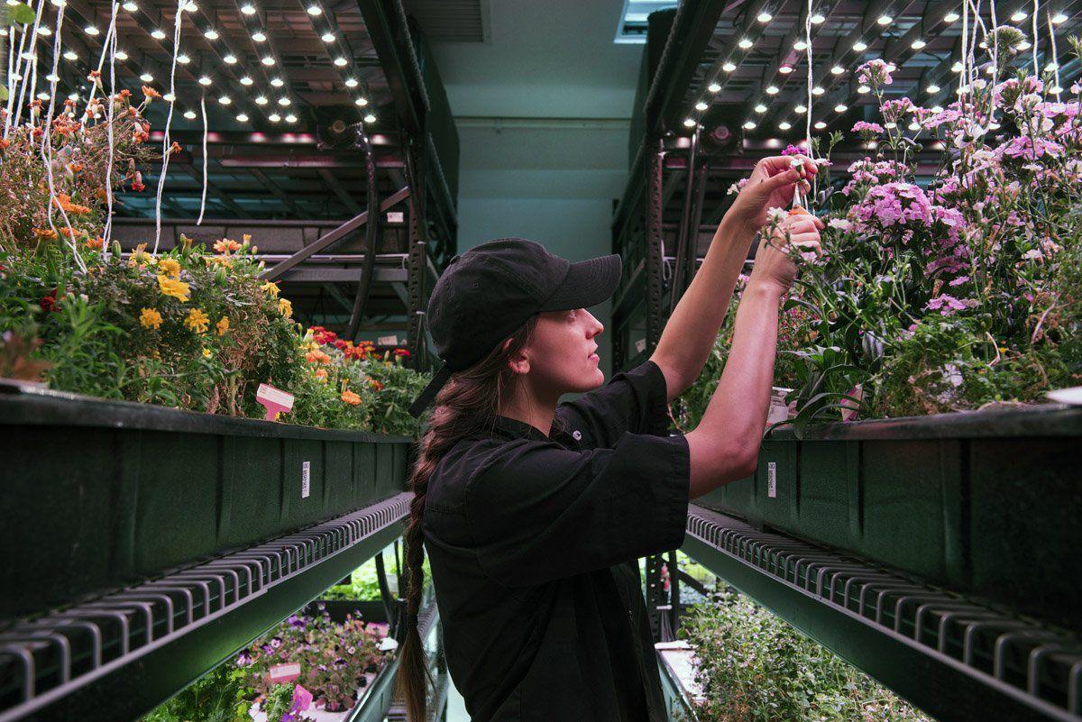 Indoor soilless farm