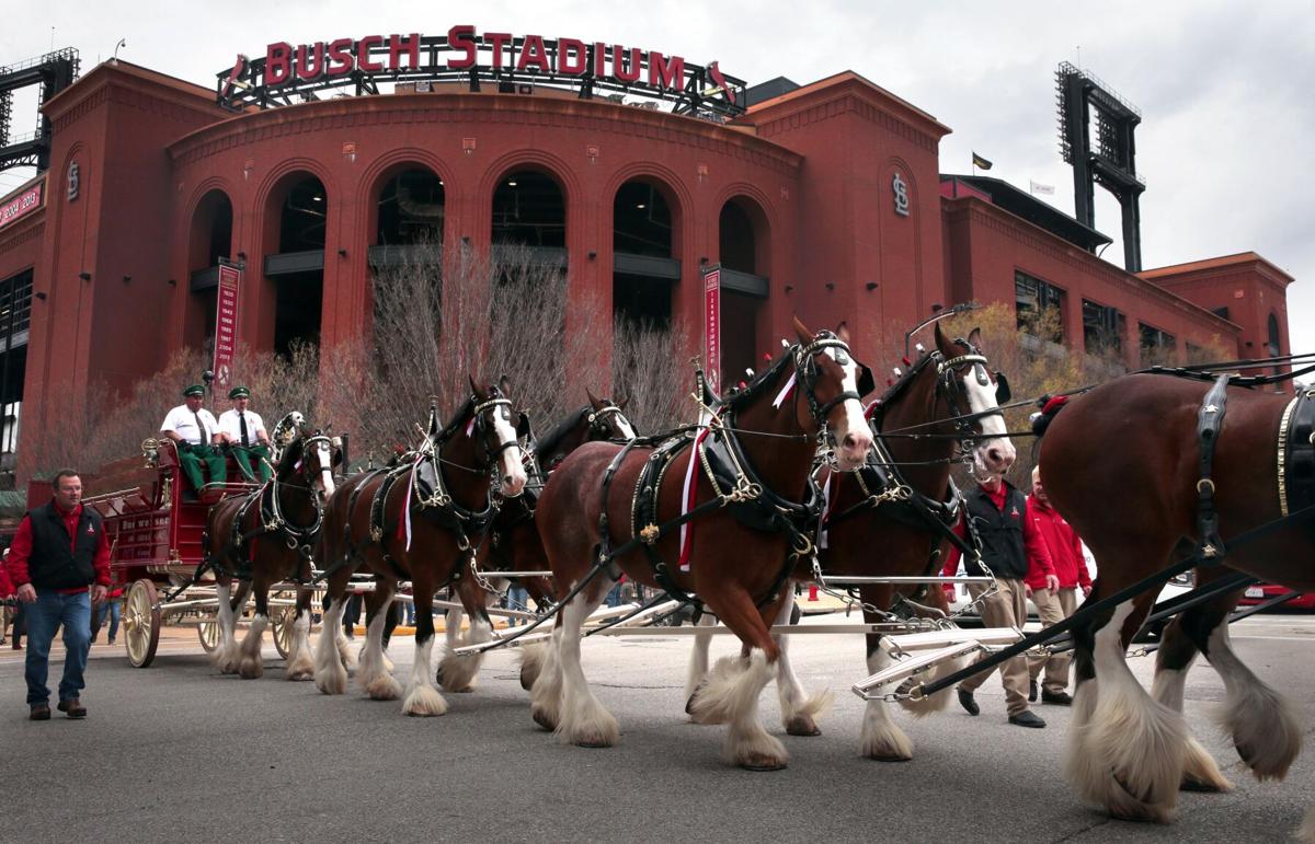 PETA complains that AnheuserBusch cuts Clydesdales’ tails