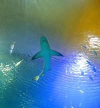 St. Louis Aquarium preps for grand opening