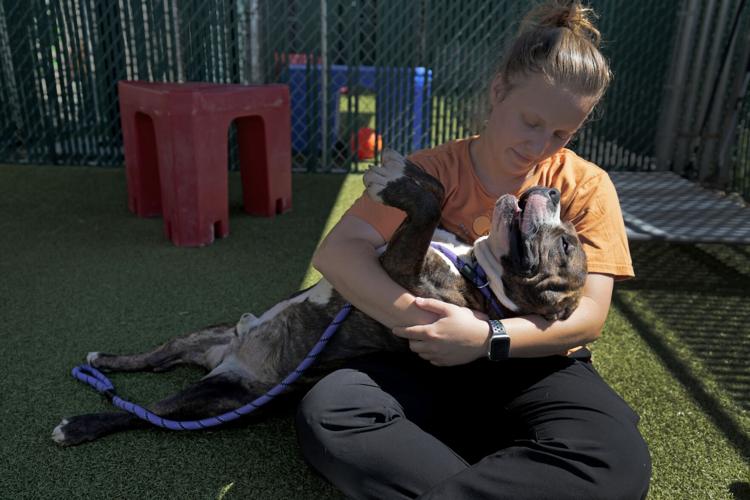 St. Louis County's animal shelter passes state inspection, gets license back