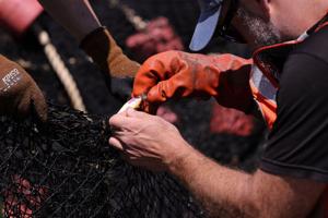 USGS collects nets and conducts research in effort to minimize invasive carp fish at Creve Coeur Lake