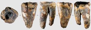 SCIENCE-NEANDERTHALS/