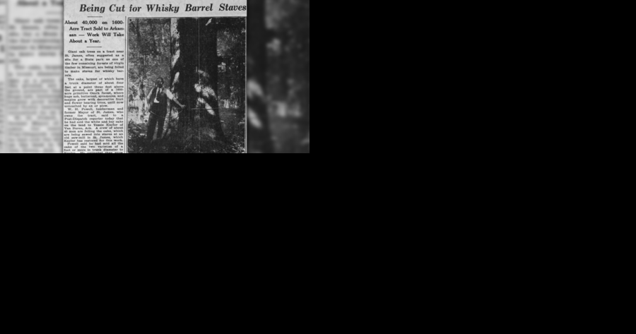 From 1938: Giant oak trees in Ozark forest cut down for whiskey barrels - Vimarsana News