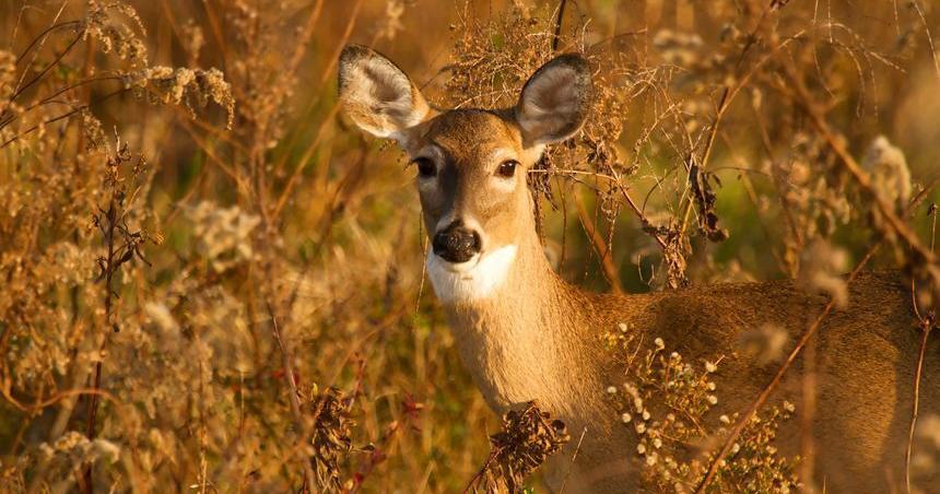 5 men guilty of 'calculated, multi-year' poaching operation in southern Illinois