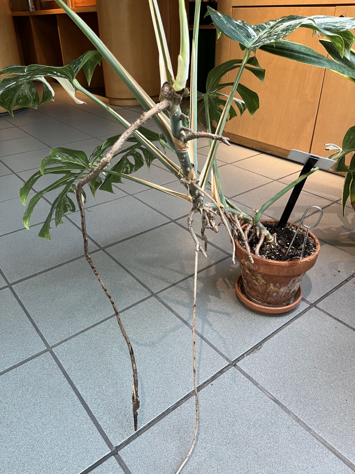 Finding ways to tame aerial roots