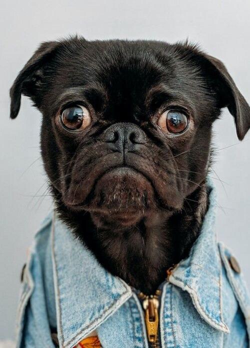 Woofstock dog