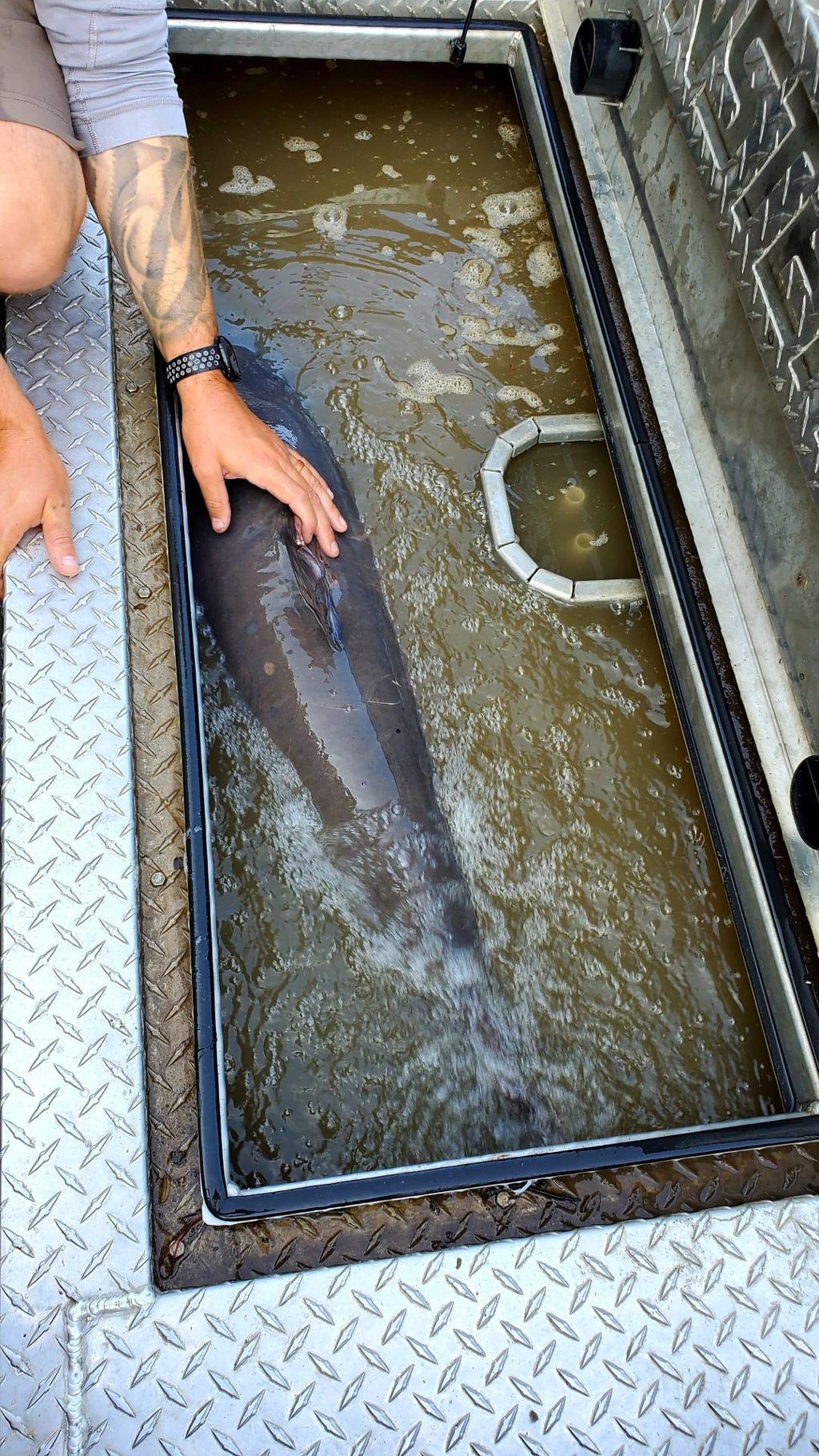 Man Who Catches 112 Pound Catfish Says St Louis Is A Magical