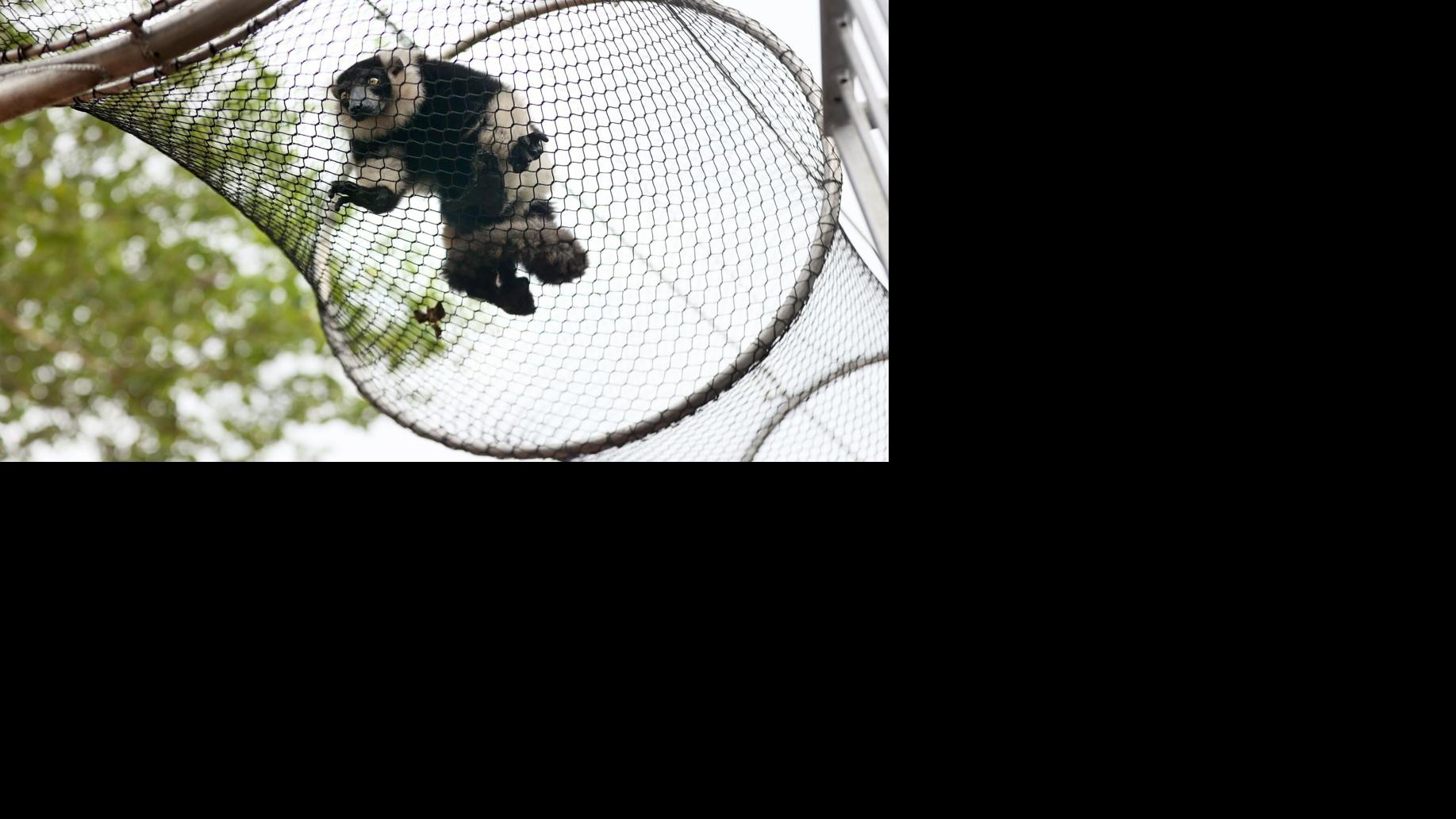 St. Louis Zoo’s Primate Canopy Trails opens a whole new world for