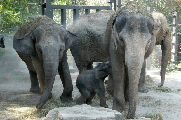 St. Louis Zoo elephant Rani to give birth soon