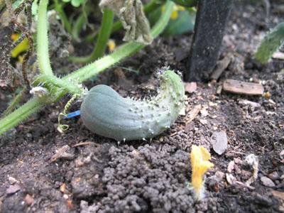 Misshapen cucumber