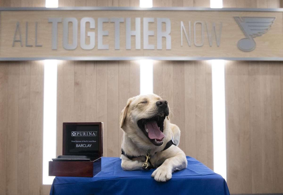 St. Louis Blues dog Barclay graduates from training school 