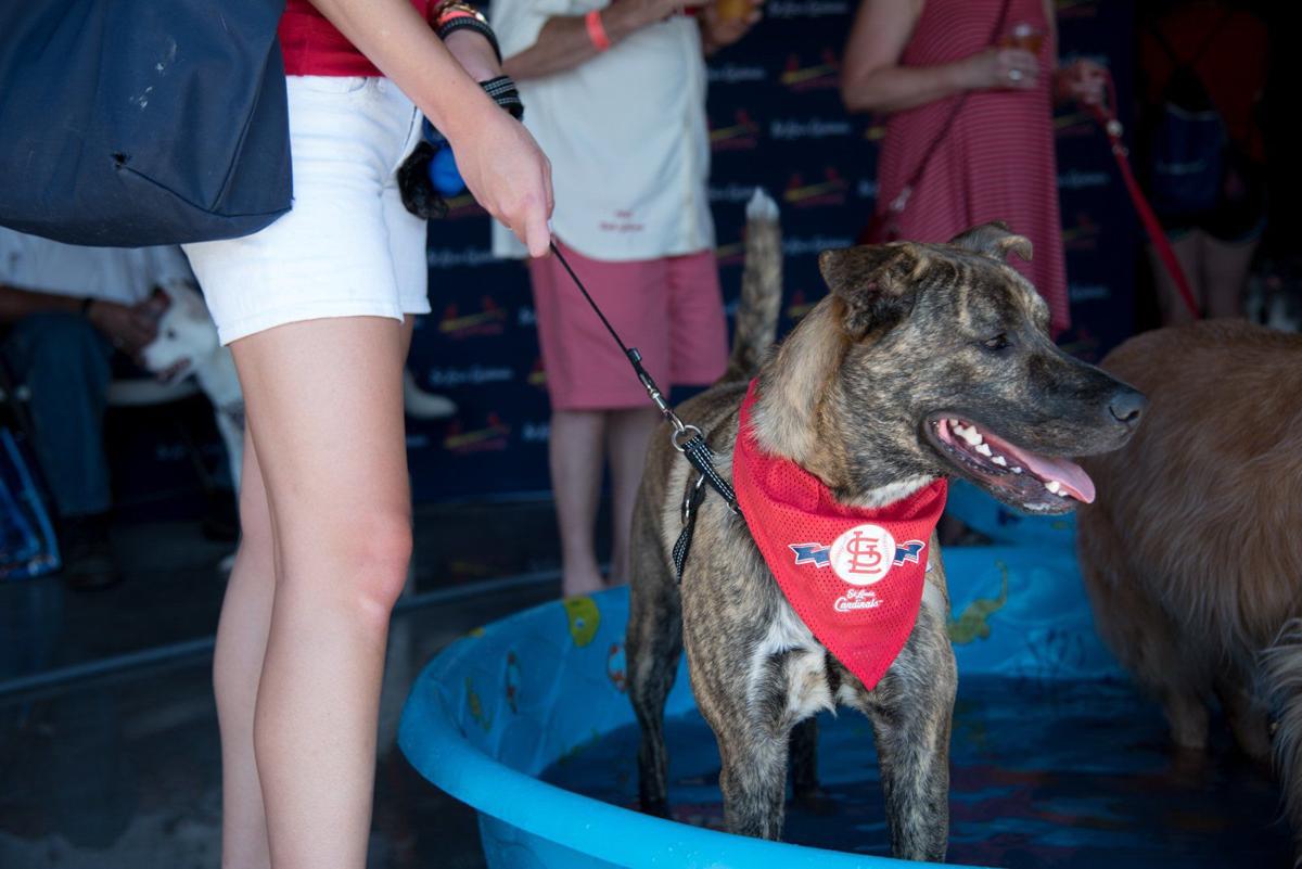 Purina Pooches in the Ballpark returns