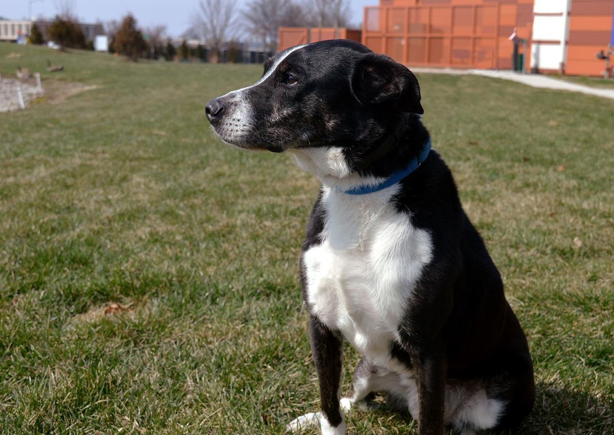 Overskrift forarbejdning Udvikle Pets of the week: A cattle dog mix, a shorthair cat, German shepherd mix  puppy | Pets | stltoday.com