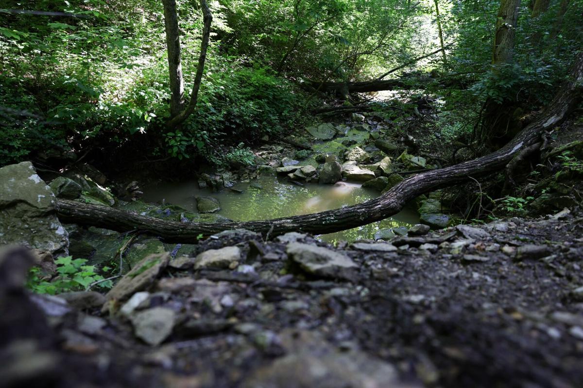 �����Ӱ�ԭ�� County woman finds invasive worm on Cliff Cave Park trail
