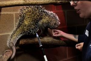 Behind the scenes at the St. Louis Zoo
