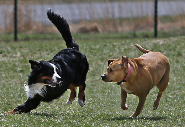 Dog's death in St. Charles County raises questions about off-leash