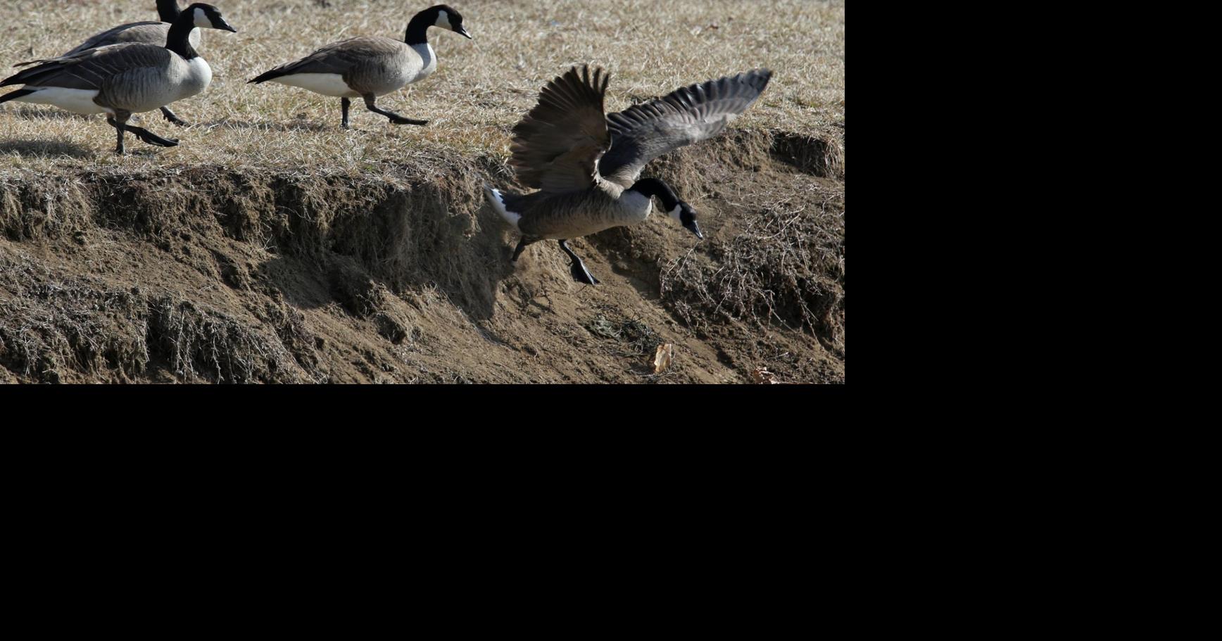 Festus to hire firm that will use dogs to chase geese from park