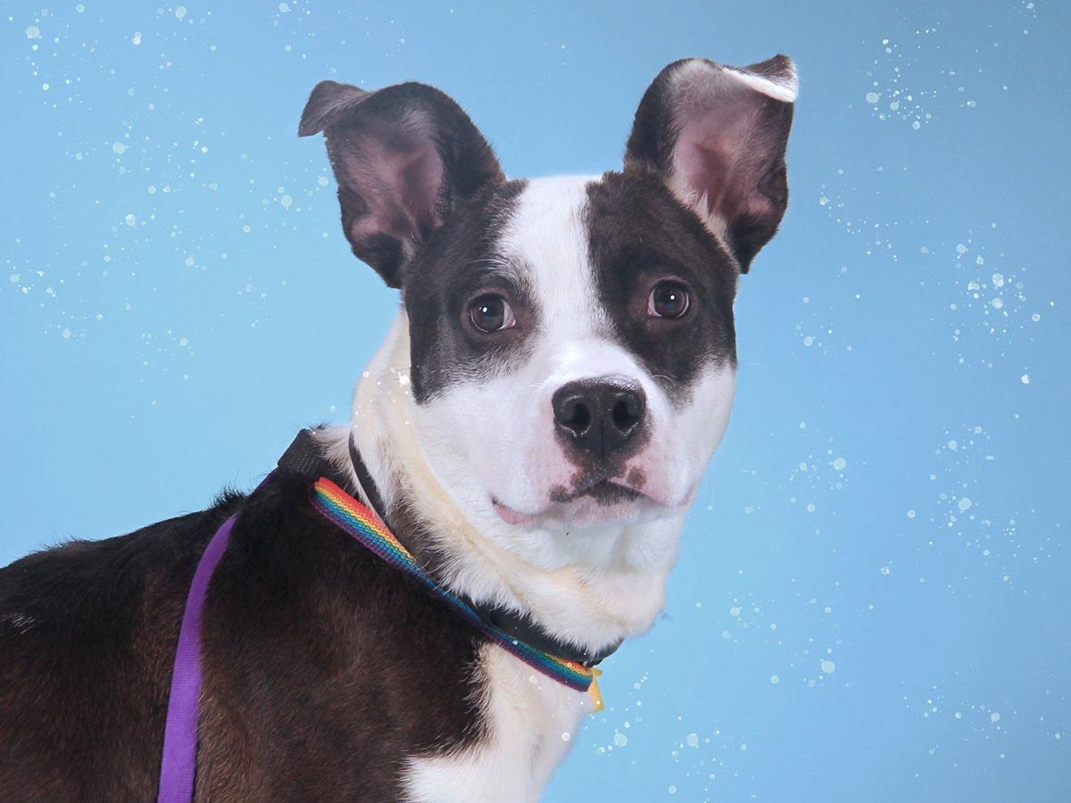Pets Of The Week A Cat A Rabbit And A Cattle Dog Mix Pets Stltoday Com Pets Of The Week A Cat A Rabbit And A Cattle Dog Mix Pets Stltoday Com