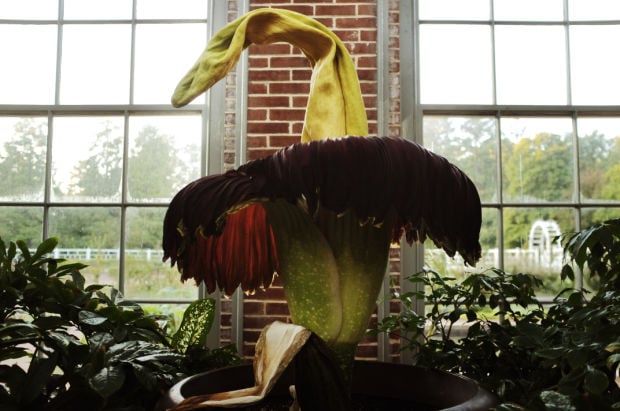 Corpse flower blooms at the Missouri Botanical Garden