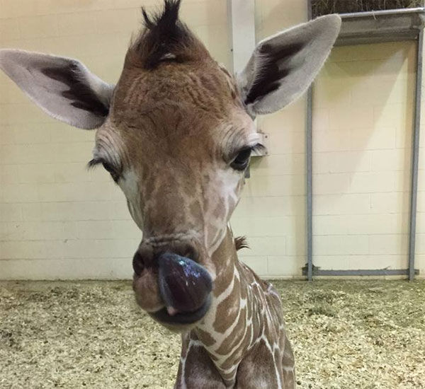 Giraffe born at Peoria Zoo