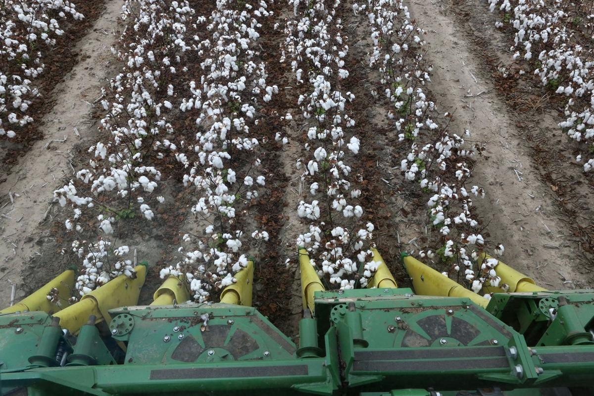 Photos: Harvesting in Missouri's Bootheel