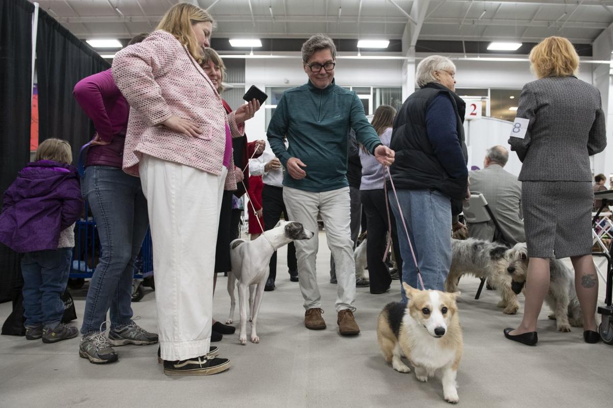 Maplewood man, named a Westminster dog show judge, proves he's a breed