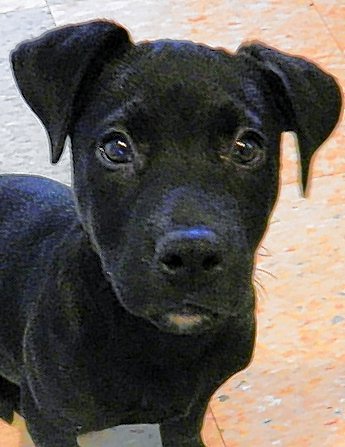 12 week old pitbull puppy