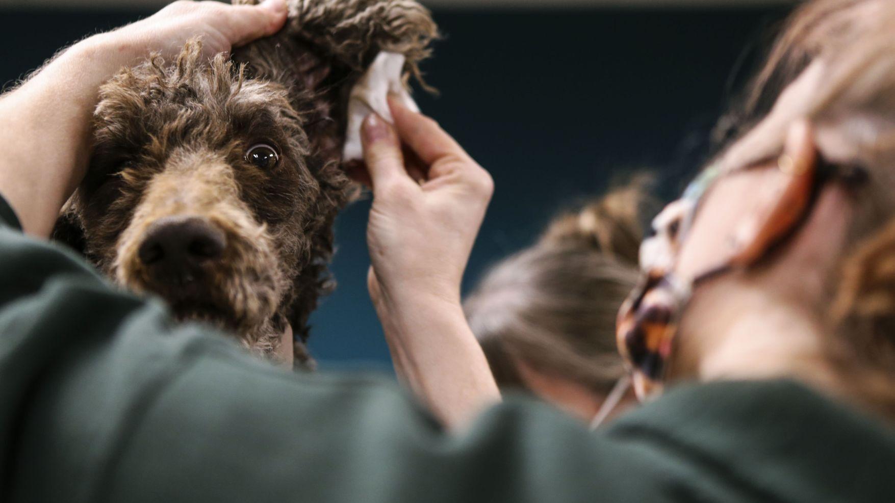 Photos: Humane Society of Missouri rescues 17 dogs from Oregon County breeder