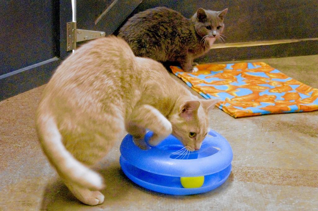 Animal House Takes Bite Out Of Stray Cat Population Metro St