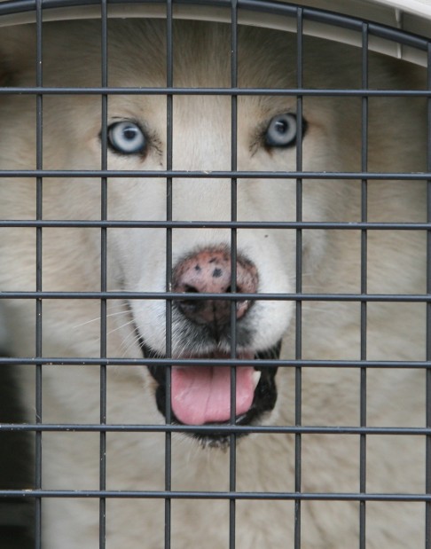 Humane Society of Missouri rescues more dogs